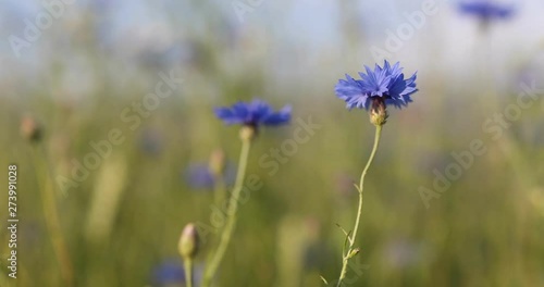 Wallpaper Mural Beautiful blue Cornflower Centaurea cyanus. Beautiful flowers with blue bloom in summer meadow, Summer agriculture concept and landscape with blue sky. Torontodigital.ca