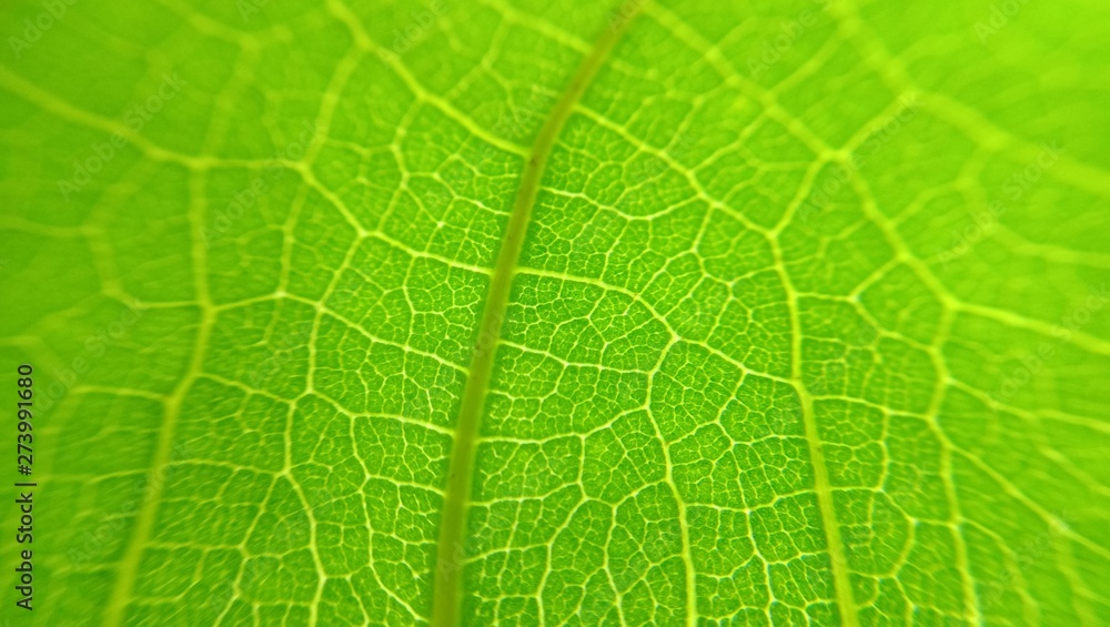 Close up green leaf texture Close up green leaf texture