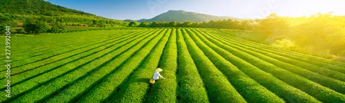 Panel kuchenny z motywem Aerial view of ecological tea garden