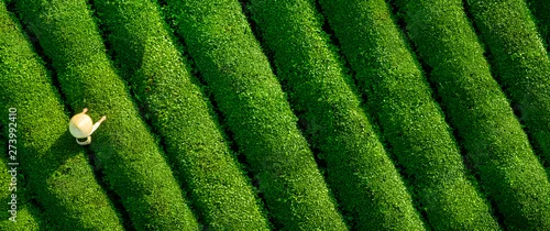 Panel kuchenny z motywem Aerial view of ecological tea garden