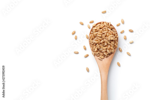 Wheat grains in a wooden spoon isolated on white background. Top view.