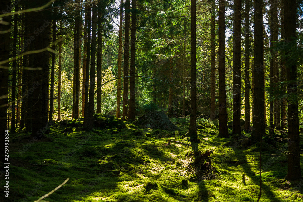 Obraz premium Morning in a green forest