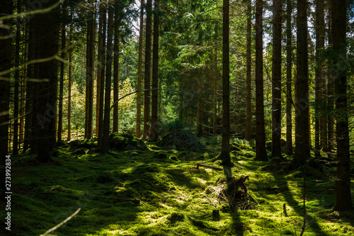 Morning in a green forest