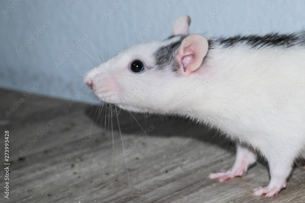 Close-up young wild rat in the garage, In the house on the floor. (Rattus norvegicus) Close-up young wild rat in the garage, In the house on the floor. (Rattus norvegicus)