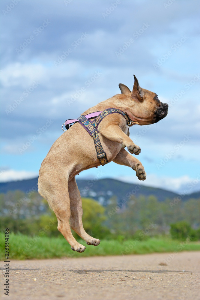 Athletic healthy fawn French Bulldog dog jumping high to catch a toy during playing fetch in front of blue sky