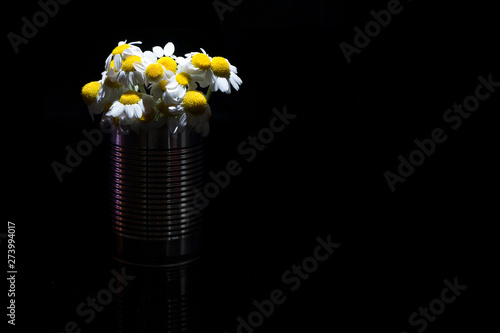 Fototapeta Naklejka Na Ścianę i Meble -  Daisies inside a bright tin can, on dark background