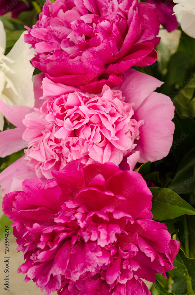 Fototapeta premium Beautiful bouquet of peonies