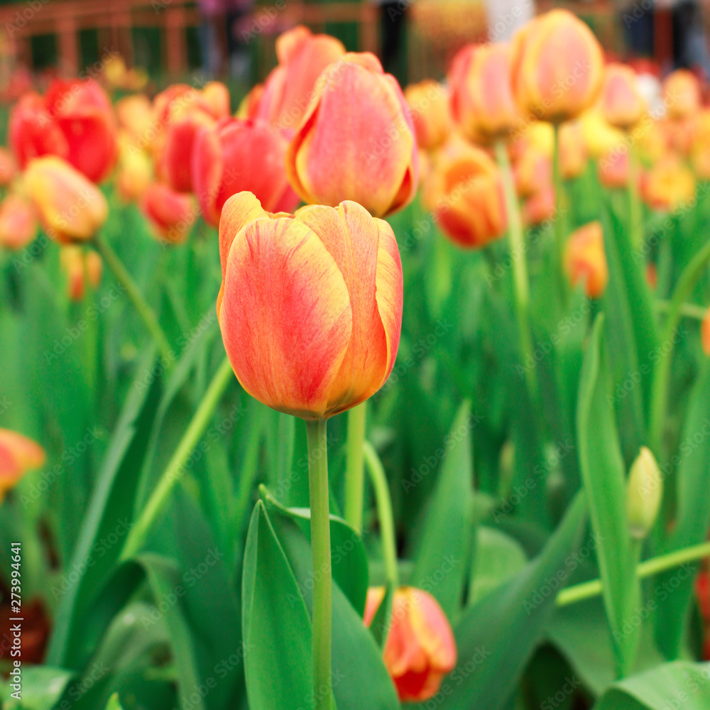Fototapeta premium Tulip flower with green leaf background in tulip field at winter or spring day for postcard beauty decoration and agriculture concept design.