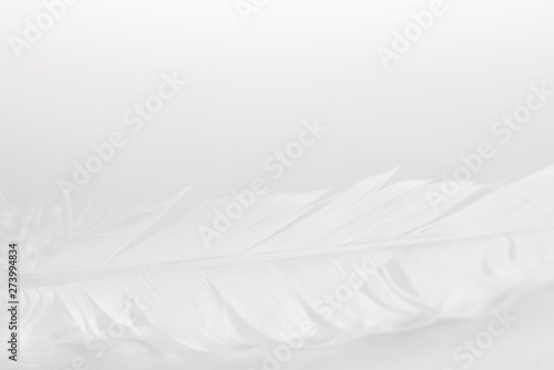 picture Blurred image, of white bird feather on a white background