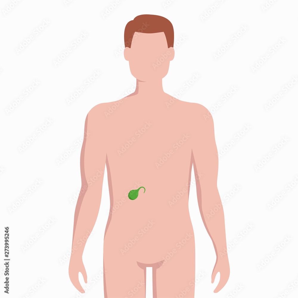 Fototapeta premium Gallbladder on man body silhouette vector medical illustration isolated on white background. Human inner organ placed in bady infographic elements in flat design.