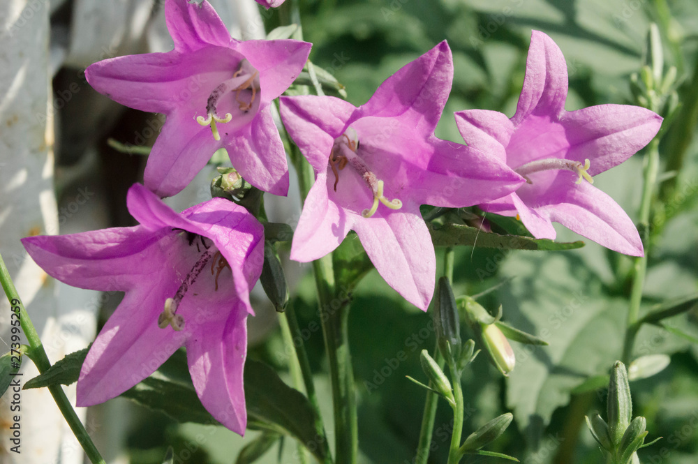 purple bells closeup outdoor, garden flowers purple bells closeup outdoor, garden flowers