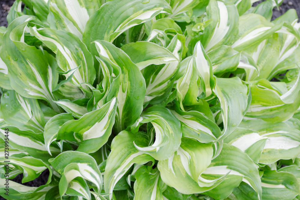 green background of leaves, beautiful shades of green, background photo green background of leaves, beautiful shades of green, background photo