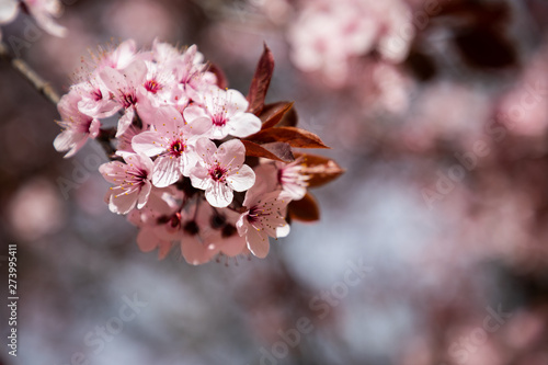 Cherry blossom flowers close up with blurred background