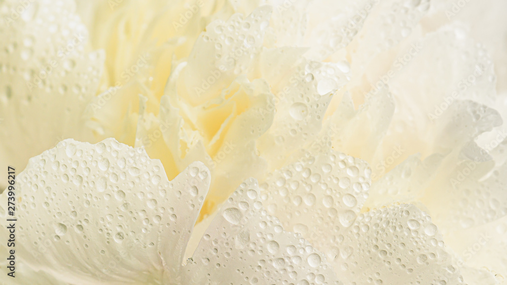 Close up of white creamy flower with dew drops on petals. - obrazy, fototapety, plakaty 