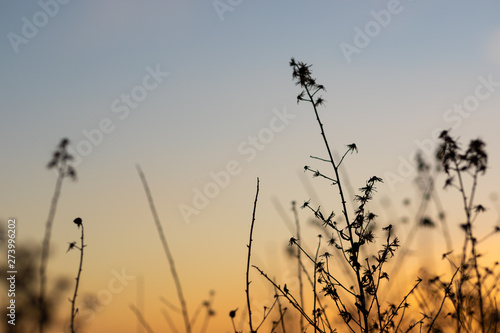 Sunset view with the silhouettes of herbs and plants