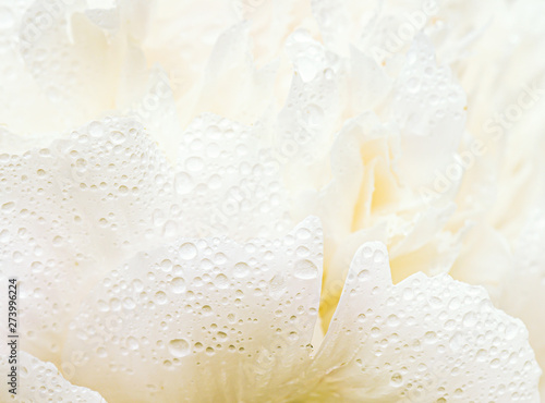 Photo Close up of white flower with dew drops on petals.