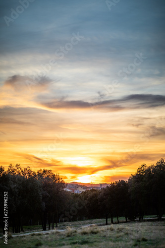 Orange and blue cloudy sunset view with vegetation at the bottom