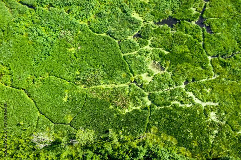 Swampy landscape. View of an impassable swamp from a height. Aerial photography from drone. Swampy landscape. View of an impassable swamp from a height. Aerial photography from drone.