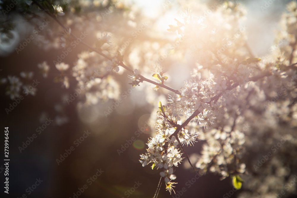 Close up of a branch with white little flowers and light in the background