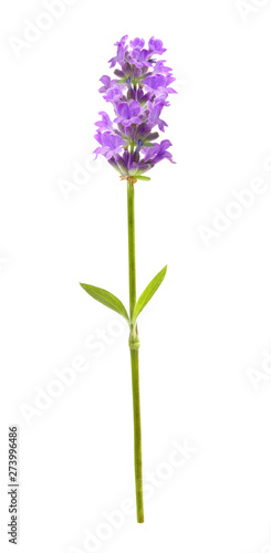 Flower violet lavender herb isolated