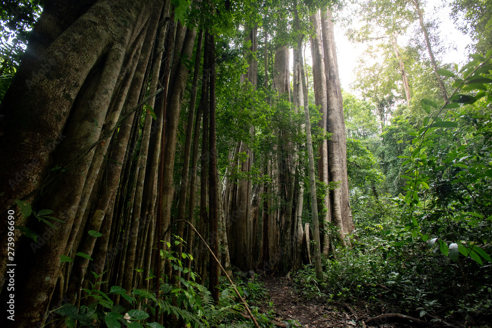 Fototapeta premium Asian tropical rainforest, forest trees, tree roots in forest.