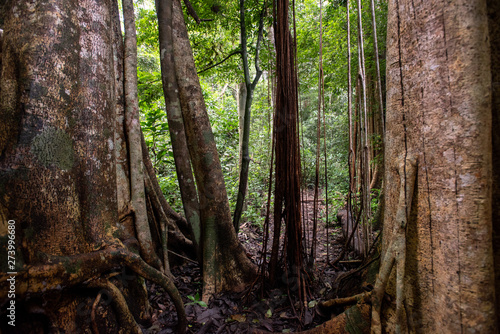 Asian tropical rainforest  forest trees  tree roots in forest.