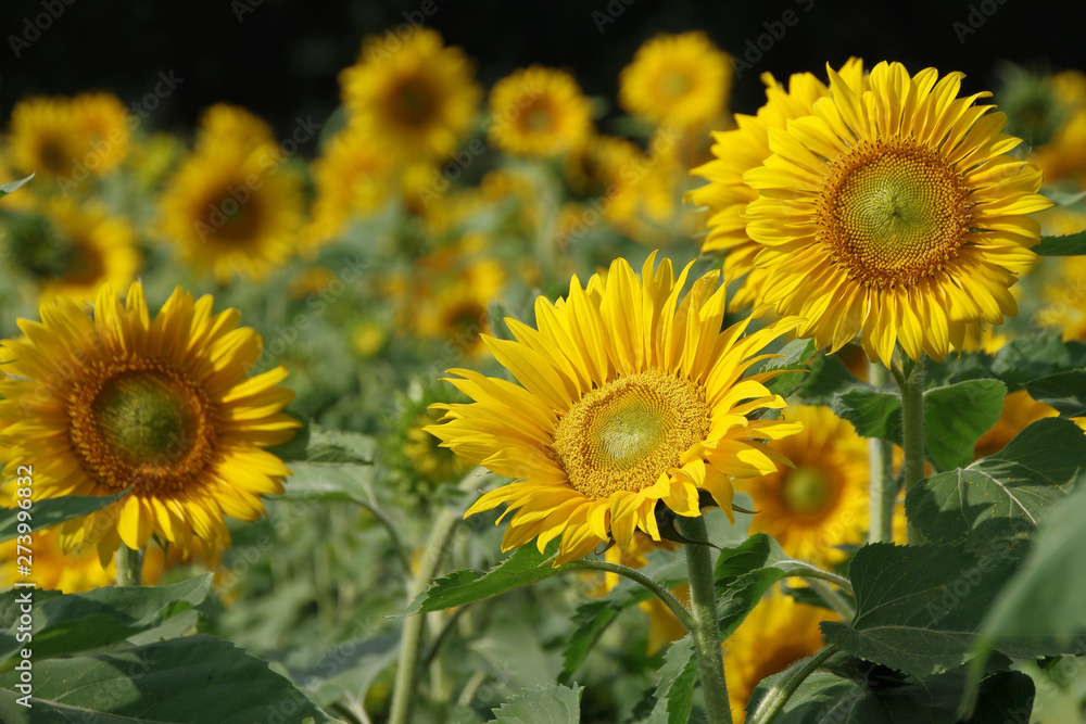 gelbe sonnenblumen in voller blüte