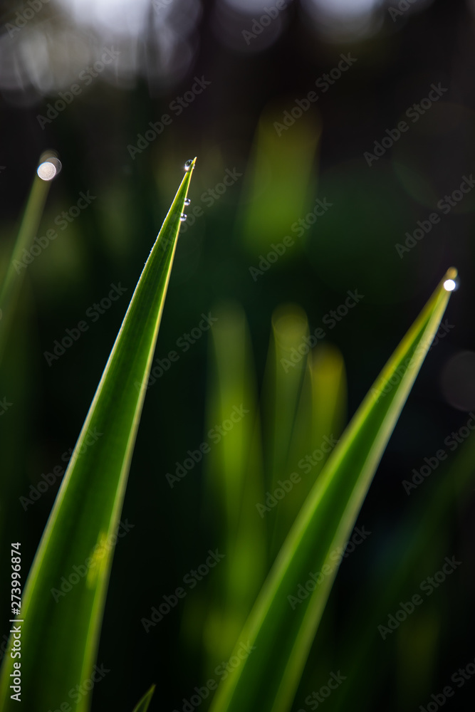 Fototapeta premium Close up of green leaves with a drop of water and dark background
