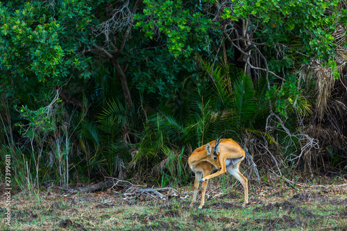 Puku (Kobus vardonii), Kasanka National Park, Serenje, Zambia, Africa photo