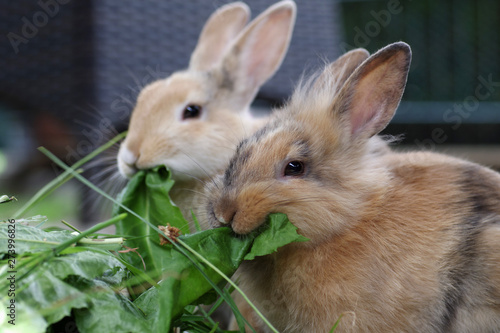 Fototapete frisches grün für die hungrigen kaninchen