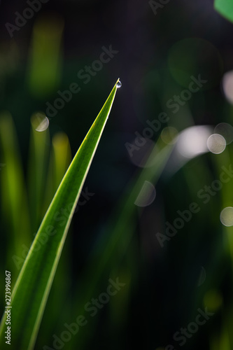 Close up of green leaves with a drop of water and dark background