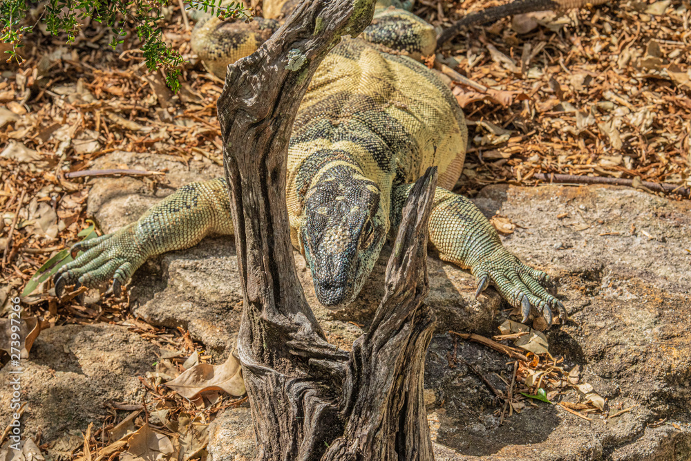 Australian Goanna Lizard Australian Goanna Lizard