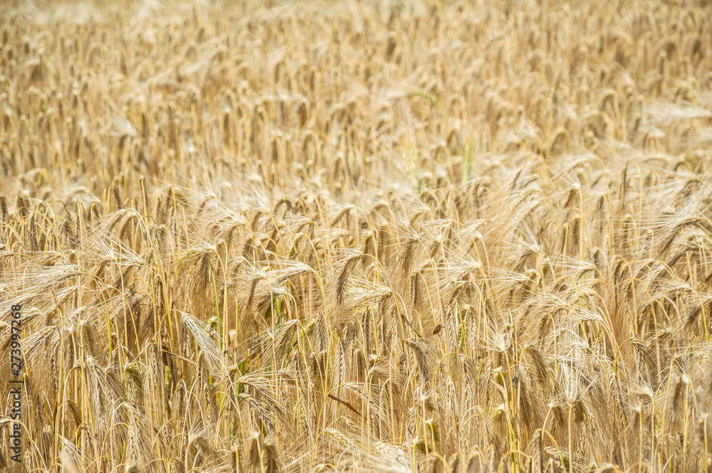 Golden fields of wheat.