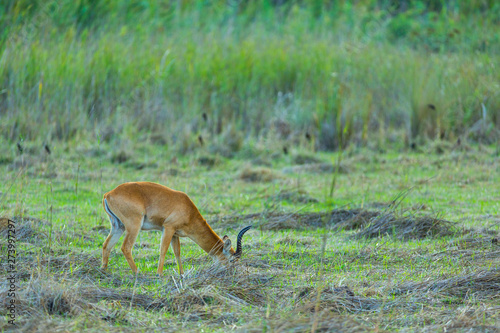 Puku (Kobus vardonii), Kasanka National Park, Serenje, Zambia, Africa photo