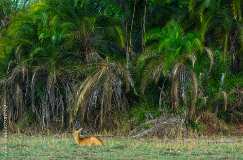 Puku (Kobus vardonii), Kasanka National Park, Serenje, Zambia, Africa photo