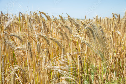 Golden fields of wheat.