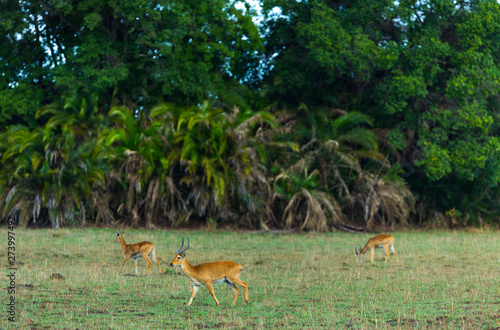 Puku (Kobus vardonii), Kasanka National Park, Serenje, Zambia, Africa photo