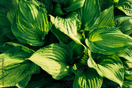 Wallpaper Mural Green leaf texture background Torontodigital.ca