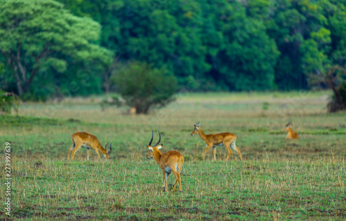 Puku (Kobus vardonii), Kasanka National Park, Serenje, Zambia, Africa photo