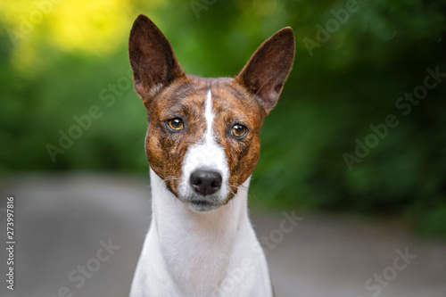 Portrait of a red basenji standing in a summer forest. Basenji Kongo Terrier Dog.