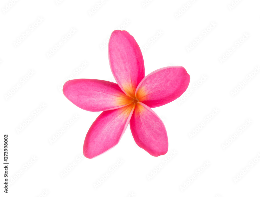Fototapeta premium frangipani flower isolated on white