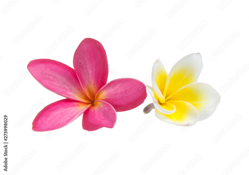 Fototapeta premium Frangipani flower isolated on white