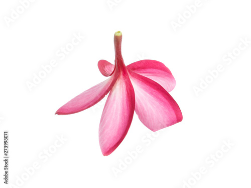 Wallpaper Mural frangipani flower isolated on white Torontodigital.ca