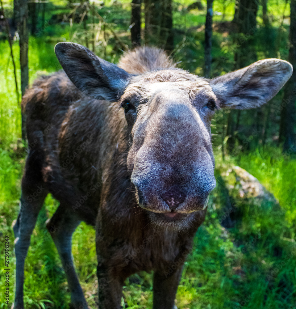 Fototapeta premium Elk in Sweden