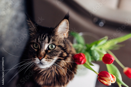 Obraz w ramie Сat and tulips