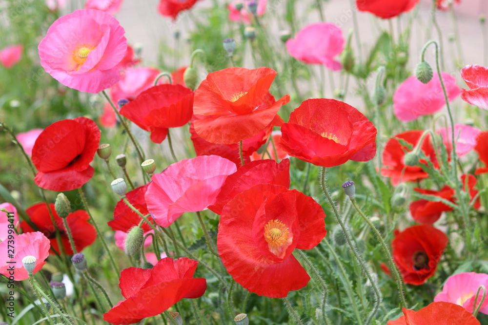 Obraz premium 赤いポピーの花