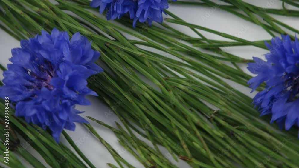 Sprigs of field horsetail plants and inflorescences of the cornflower blue on a white background, medicinal plant Sprigs of field horsetail plants and inflorescences of the cornflower blue on a white background, medicinal plant