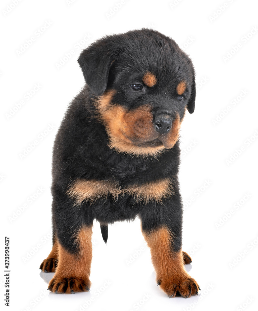 puppy rottweiler in studio puppy rottweiler in studio