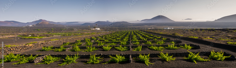 Vineyards on volcanoes in the valley of La Geria on Lanzarote-panorama Vineyards on volcanoes in the valley of La Geria on Lanzarote-panorama