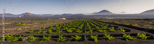 Vineyards on volcanoes in the valley of La Geria on Lanzarote-panorama
